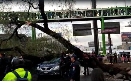 Árbol cae sobre auto con 3 personas dentro en Calzada Ignacio Zaragoza 