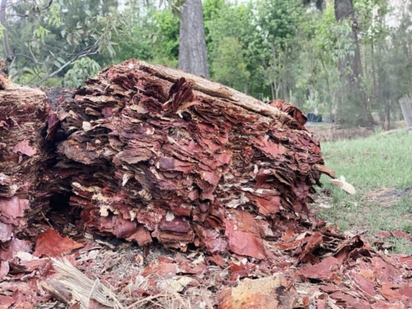 Preparan a palmera centenaria de Glorieta de La Palma para ser intervenida por artistas 