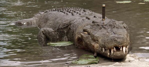 Muere Burt, el reptil que impresionó en “Cocodrilo Dundee”