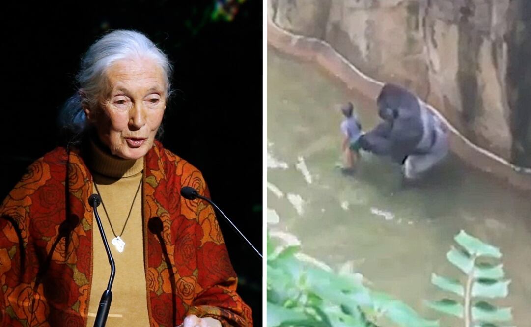 Jane Goodall se solidariza con zoo que mató a gorila