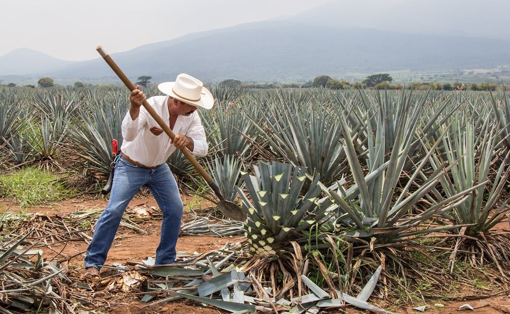 Aprende de tequila, mezcal y otros destilados. Foto: iStock
