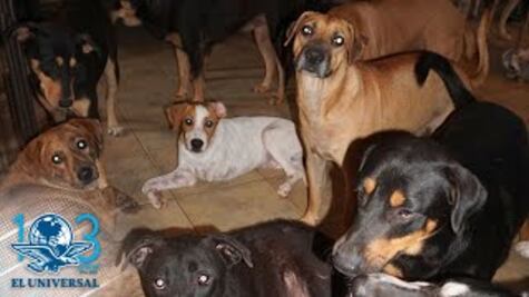 Mujer rescata a 97 perritos en Bahamas durante paso de "Dorian"