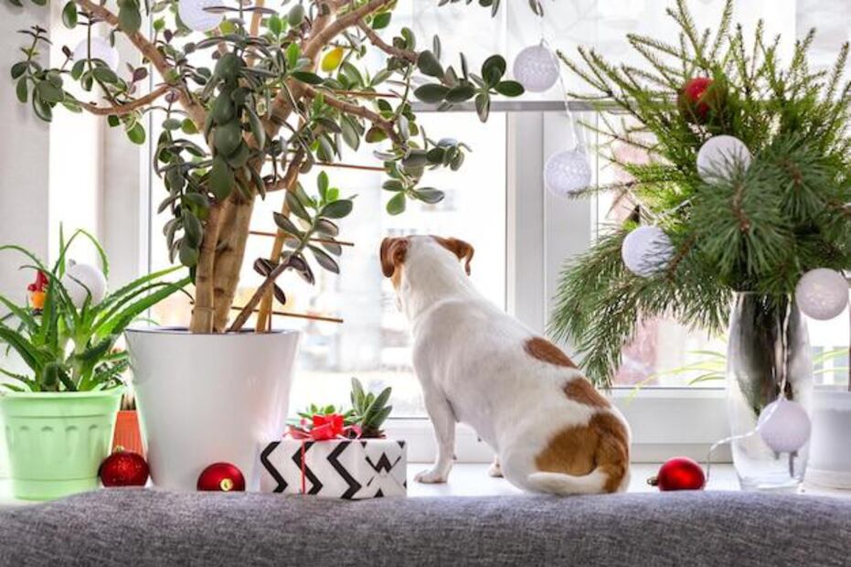 Cuida a tus mascotas de las plantas tóxicas típicas de navidad. Fuente: Freepik.