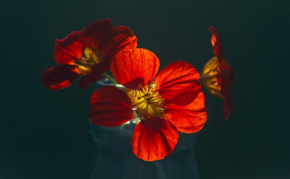 Cinco flores comestibles y sus beneficios. Foto: Pexels