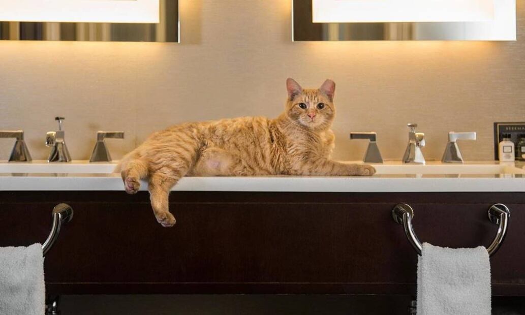 Foto: The Algonquin Hotel