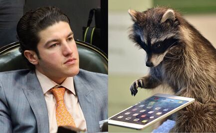 Los influencers son los mapaches de hoy