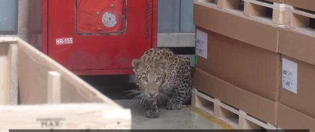 Leopardo detiene producción de autos en fábrica de la India
