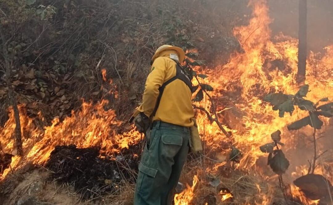 Incendio forestal. Fotos: Especiales