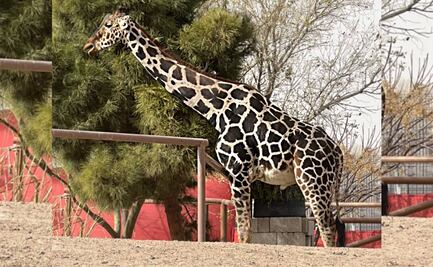 Jirafa Benito, un potencial semental para el rebaño en Africam Safari, considera director de parque