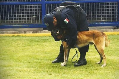 Rescatistas como Frida