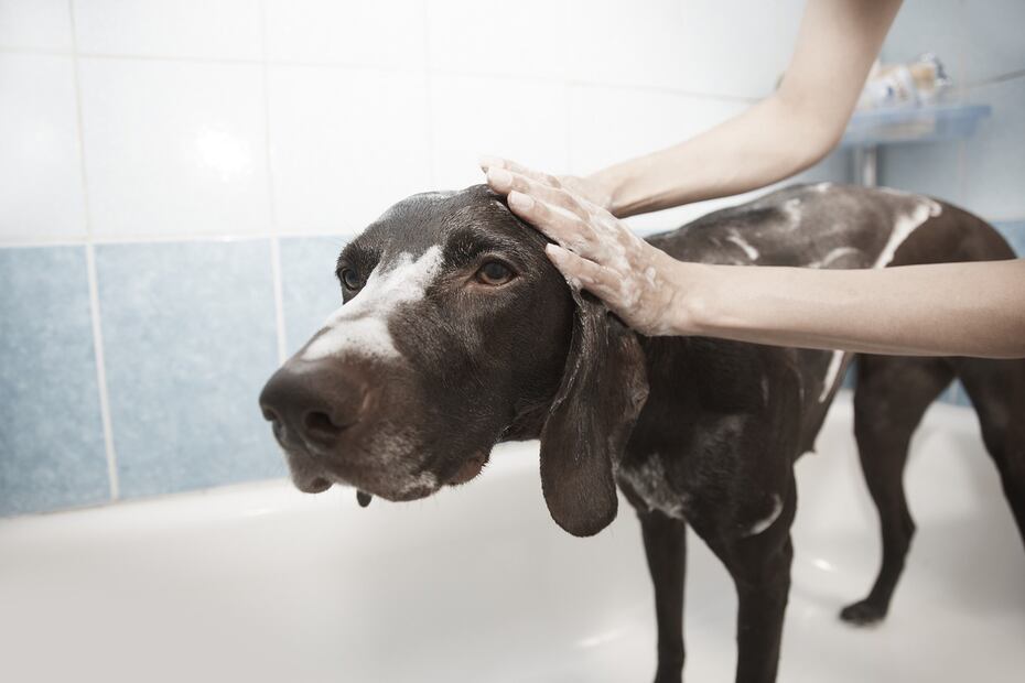 Perro y baño. Fuente: Pixabay