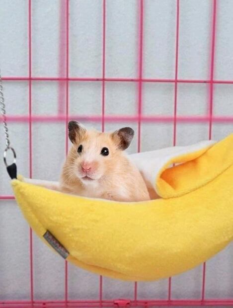 Estos son los mejores regalos de Navidad para tu mascota 