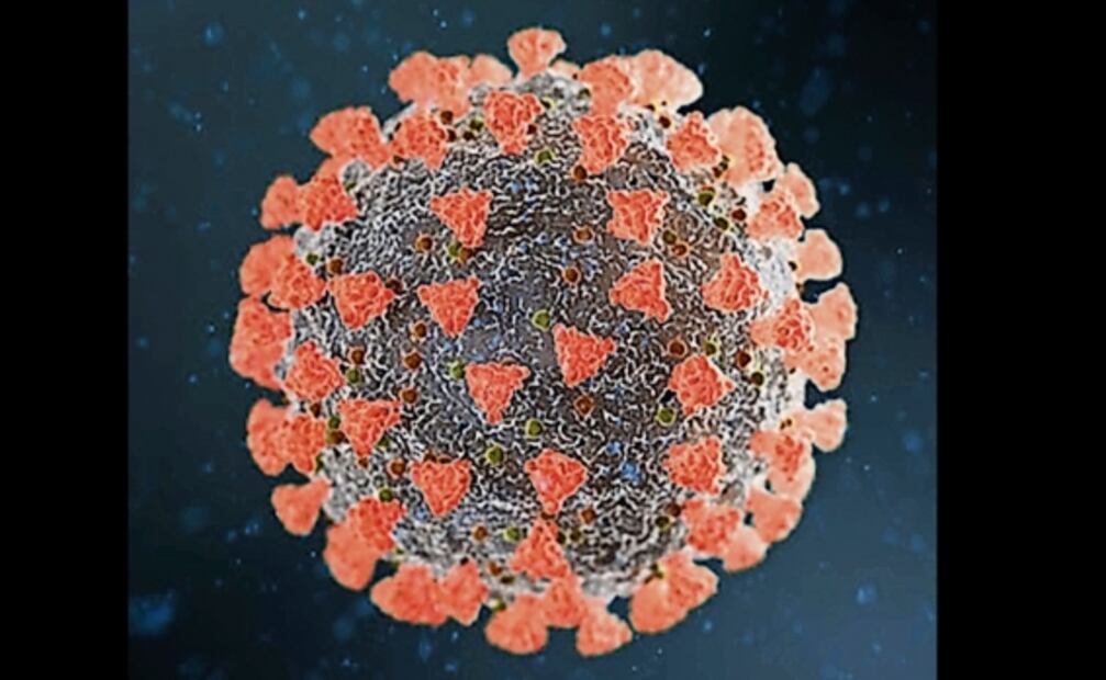Así como el SARS-CoV-2 muta, nuestro sistema inmune evoluciona: estudio