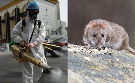 Peste bubónica: ¿Qué es y cuáles son los síntomas de la infección que alertó a EU?