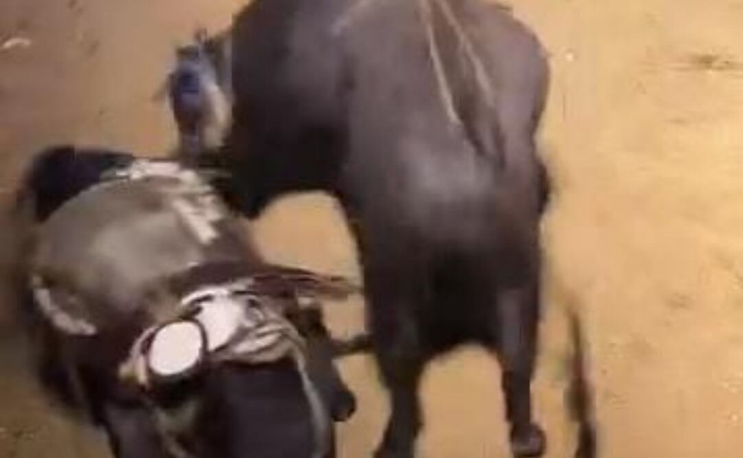 Toros matan a dos caballos y a un perro (30/09/2025). Foto: Especial