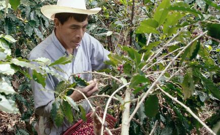 "A six dollar cup of coffee" estrena en el Festival Internacional de Cine en Guadalajara