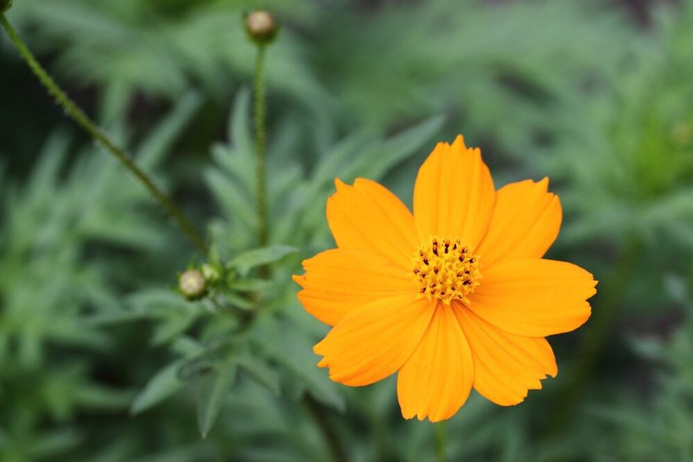 Conoce la variedad de usos y beneficios que se le dan a esta planta. Foto: iStock