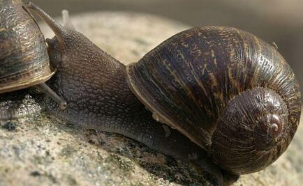 Un caracol zurdo logró encontrar el "amor" antes que la muerte