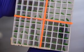 Contenedor con pupas de mosca estériles en una planta de producción de Texas destinada a frenar la propagación del gusano barrenador hacia el norte de Estados Unidos (03/06/2026). Foto: AP