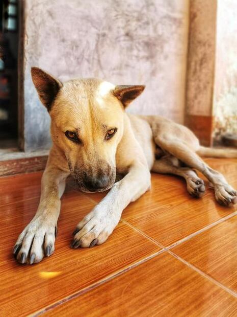 Identifican causas comunes de porque mi perro se muerde las uñas. Fuente: Freepik.