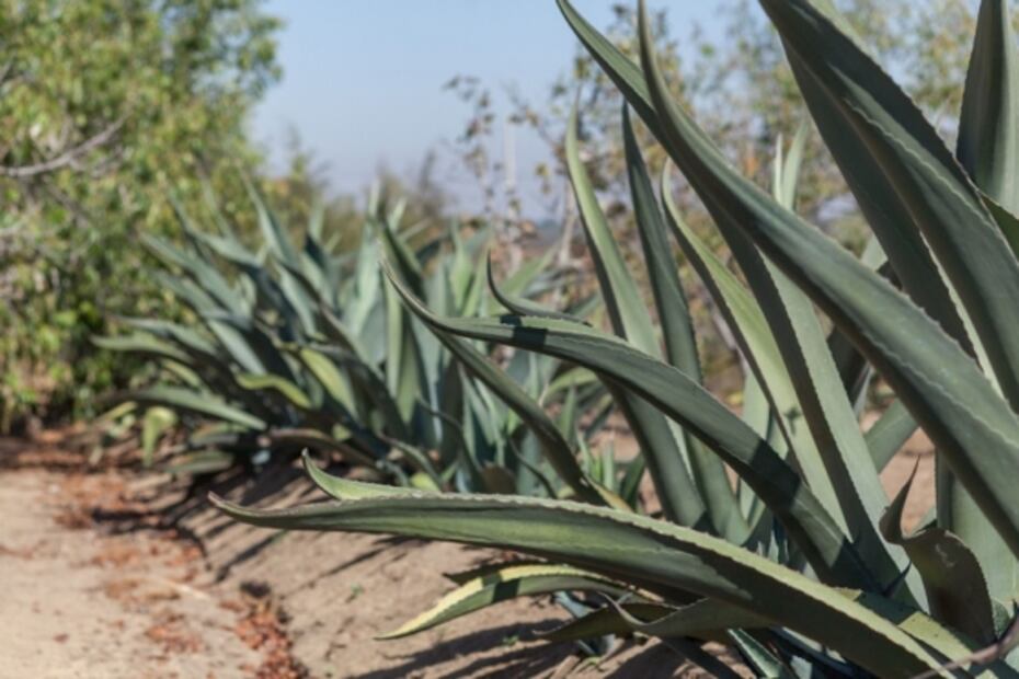 Conoce este festival en Puebla dedicado a la cocina con pulque