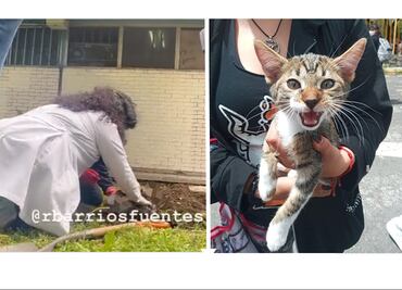 Fiscalía de la CDMX exhuma a Haru, gatito torturado y asesinado en CCH Vallejo, para indagar caso