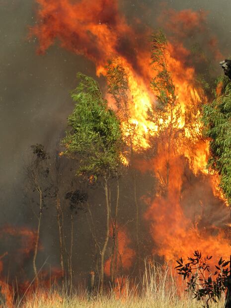 Incendios forestales más frecuentes e intensos son consecuencia del aumento de las temperaturas globales (Photo: Laureen Raftopulos).