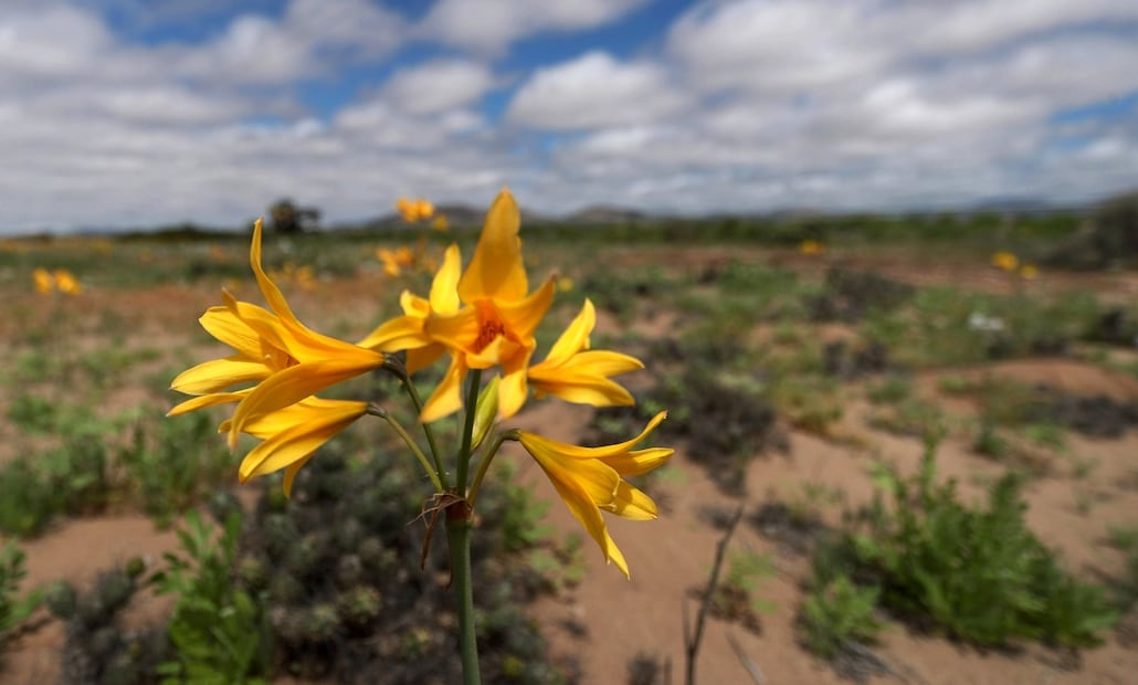 La árida región, considerada el desierto no polar más seco de la Tierra, con un promedio de alrededor de dos milímetros de lluvia al año, se convirtió en un estallido de color. Foto: EFE