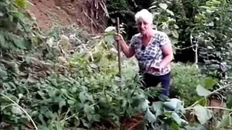 Video. Ancianas encuentran cultivo de marihuana oculto en su jardín