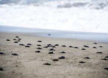 Profepa destaca protección a más de 2.5 millones de tortugas marinas