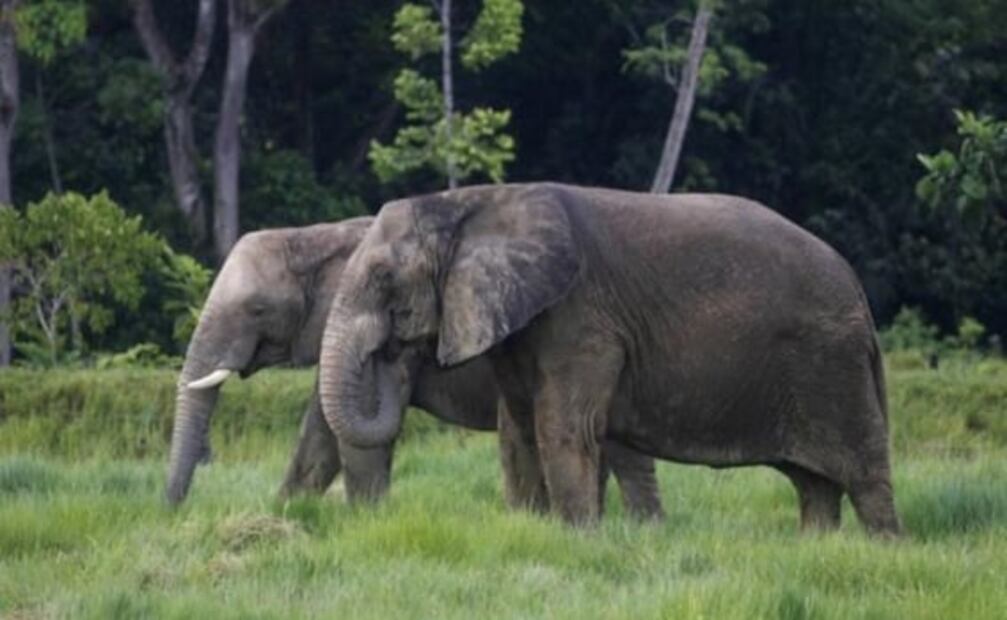 Así es "Hacienda Nápoles", el zoológico que Pablo Escobar tuvo en su mansión de Colombia