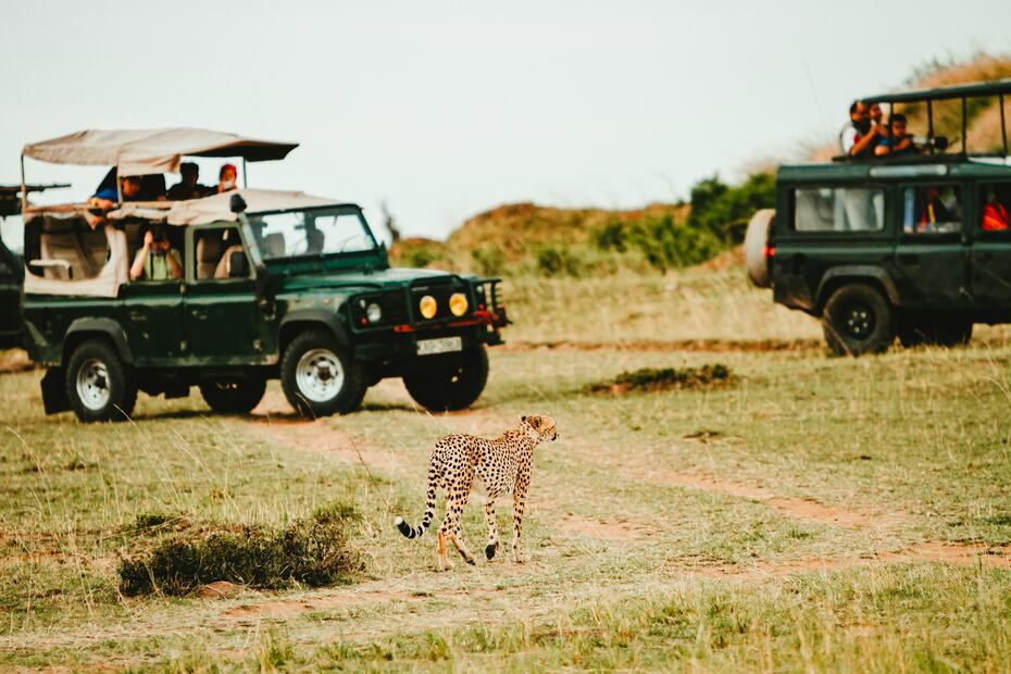 Hay varias maneras de recorrer Africam Safari. Foto: Unsplash