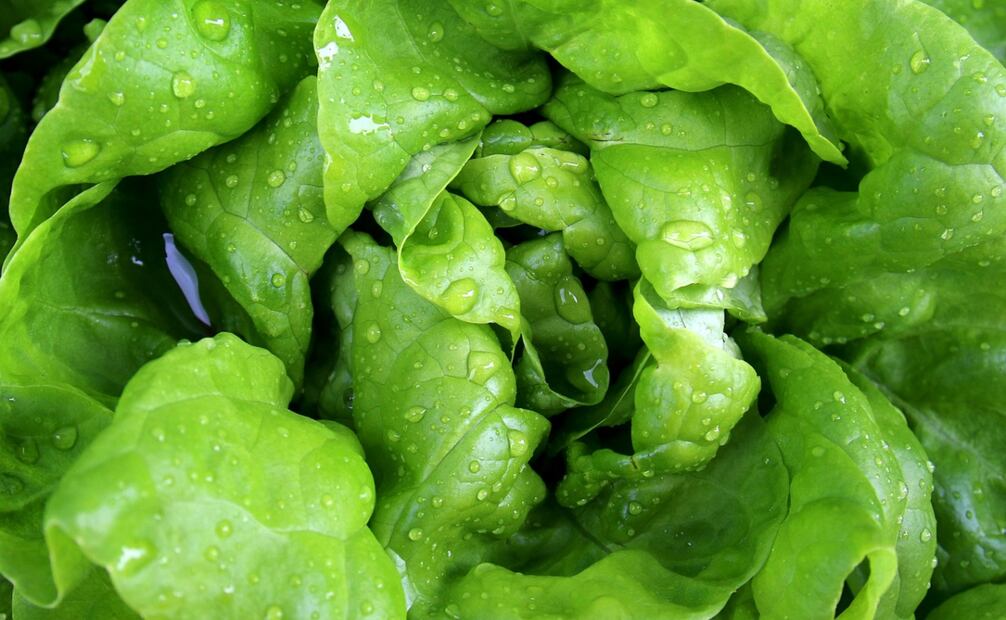 La lechuga es una de las hortalizas más populares dentro de la gastronomía. Imagen: Pixabay
