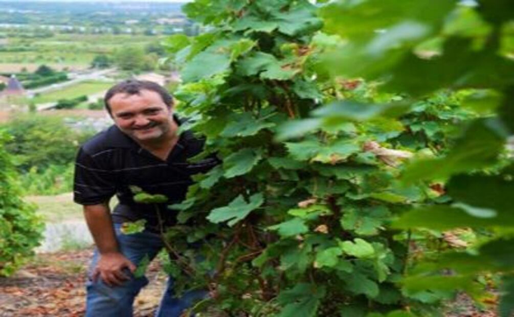 Ives Cuilleron y su interés de producir los mejores vinos