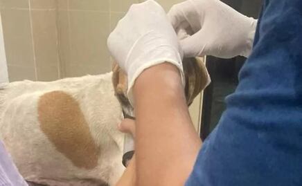 Perrita herida con machete en Mocochá, Yucatán causa indignación; ayuntamiento niega ayuda