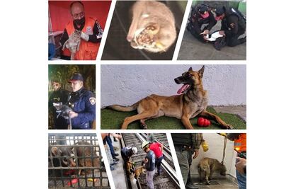 Policía Bancaria de la CDMX rescata en 2022 a 18 animalitos en peligro