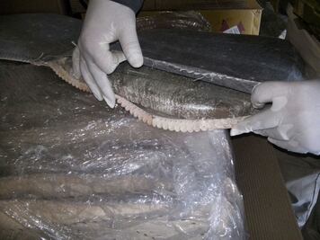 Aseguran 120 kilogramos de marihuana en Yucatán