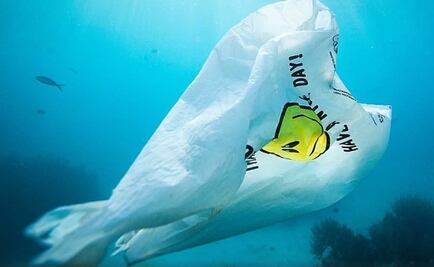 Desarrollan bolsa que en el agua se convierte en comida para peces 