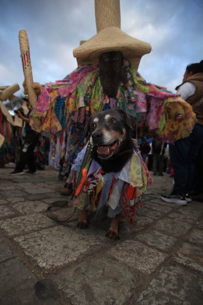 En la muestra del Carnaval Putleco destacó la reaparición de “Mazapán”, un perro que ganó notoriedad en las celebraciones de la Guelaguetza / Foto: Edwin Hernández. EL UNIVERSAL