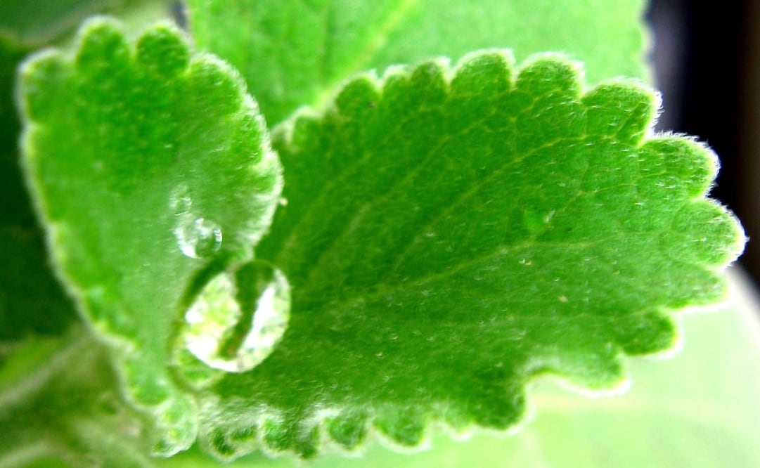 Foto: Mauro Halpern /Flickr