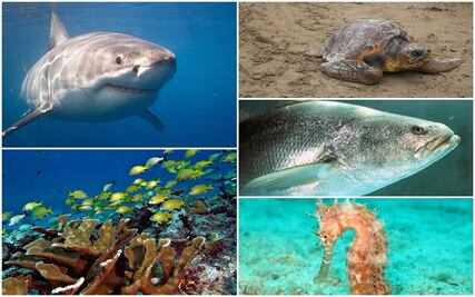 Las 5 especies que más trafican ilegalmente de nuestros mares