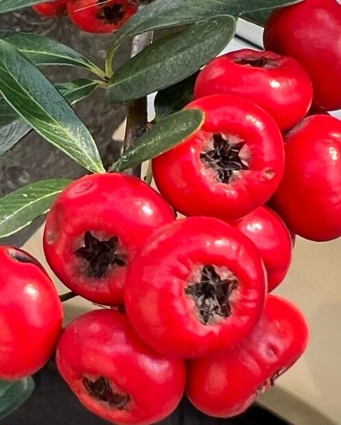 ¿Qué es y para qué sirve la pingüica?