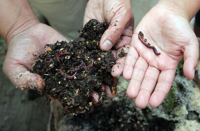 Científicos revelan que en la Sexta Extinción Masiva desaparecerían los invertebrados