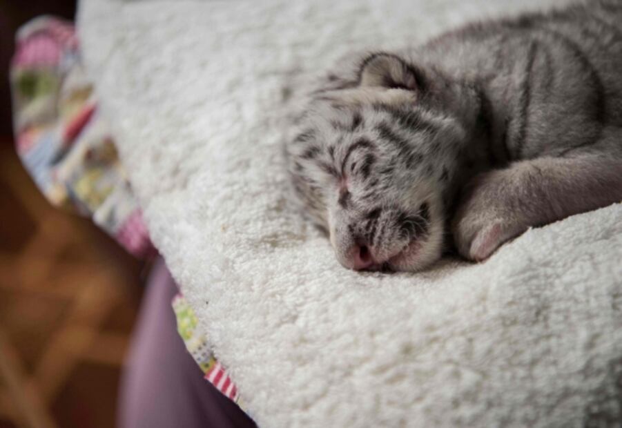 Por primera vez nace una tigresa blanca en cautiverio en América Central