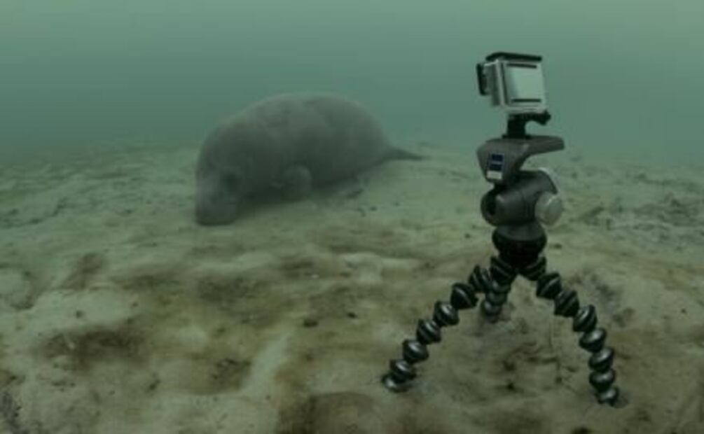 Nat Geo cuenta la vida de los manglares mayas