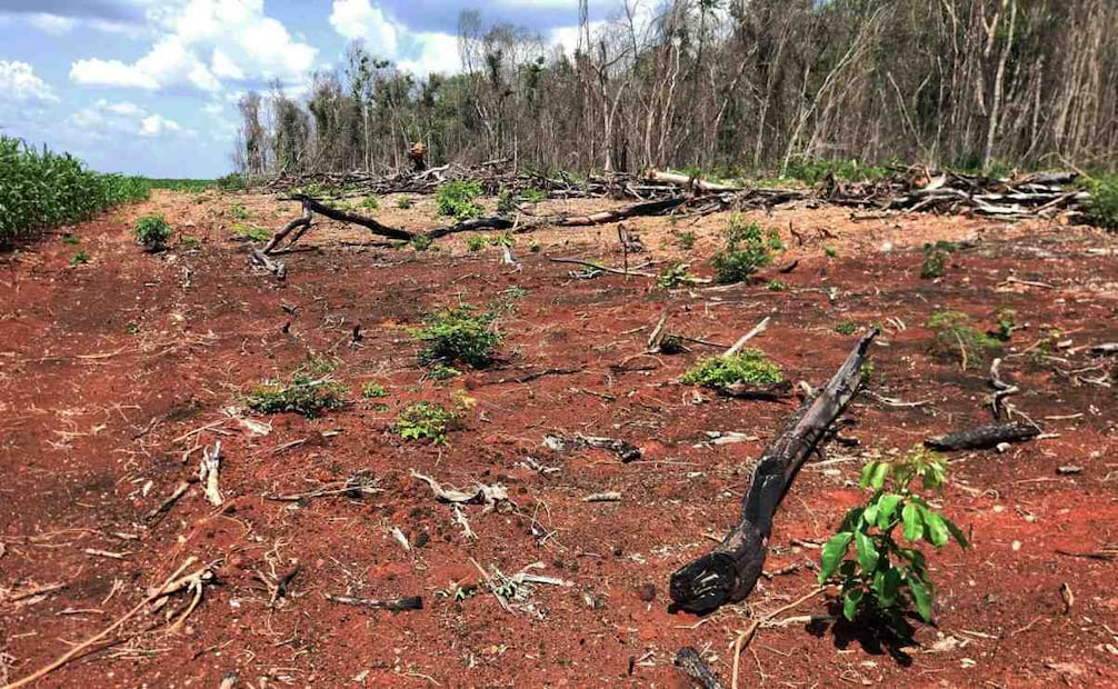 Profepa clausura 17 predios en la Selva maya con más de 3 mil hectáreas deforestadas por comunidades menonitas para siembra de monocultivos agroindustriales. Foto: Profepa