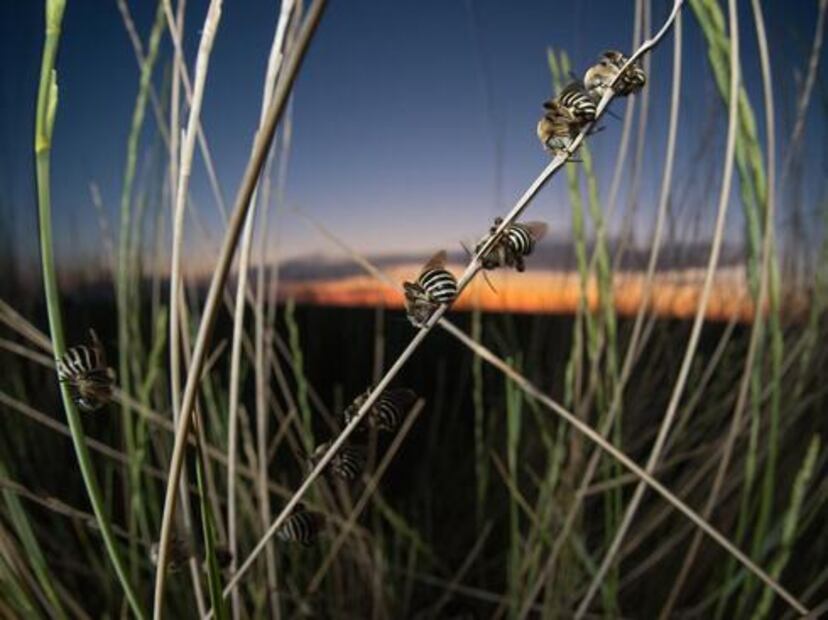 Abejas durmiendo sobre una vara. Foto: Clay Bolt, WWF