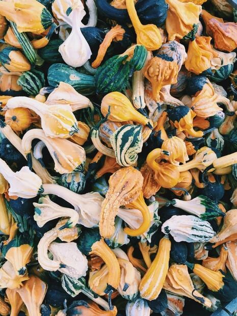 ¿Cuántos tipos de calabaza conoces?, es nuestro ingrediente favorito de temporada