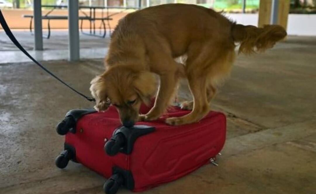 Mili, la perrita rescatada tras cruzar el Atlántico encerrada en un contenedor. Foto: AFP