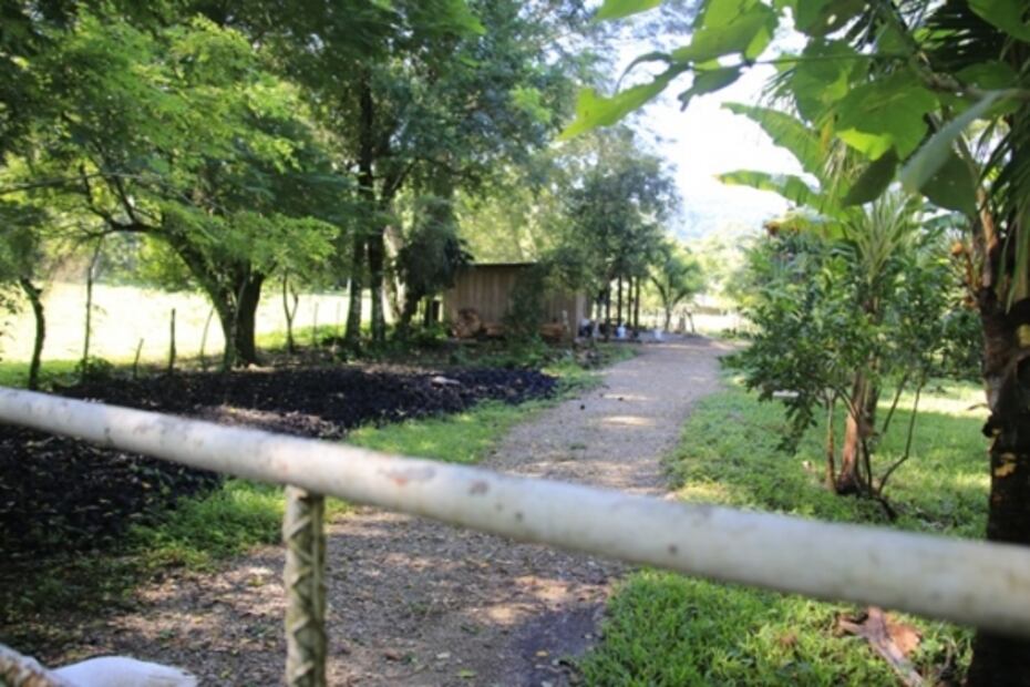 Dos gansos ‘cuidan’ la Finca Rocío de los hijos de AMLO, donde nace el cacao para su chocolatería